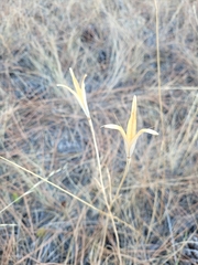 Calochortus macrocarpus