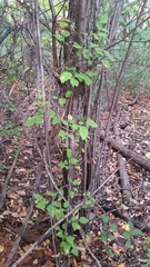 Crataegus holmesiana