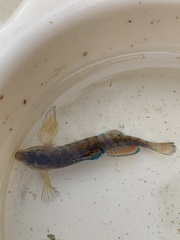 Etheostoma caeruleum