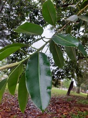 Ficus elastica