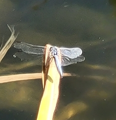 Pachydiplax longipennis