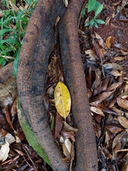 Ficus elastica