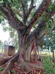 Ficus elastica