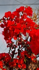 Bougainvillea