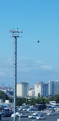 Corvus cornix