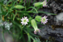 Silene ohwii