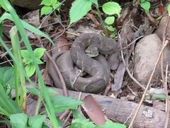 Bothrops jararaca