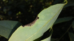 Obolodiplosis robiniae