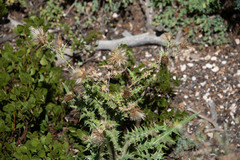 Cirsium arizonicum