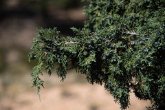 Juniperus osteosperma
