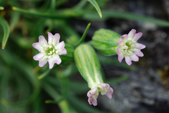 Silene ohwii