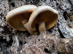 Gymnopilus suberis