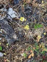 Symphoricarpos occidentalis