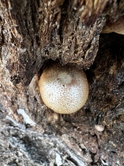 Gymnopilus suberis