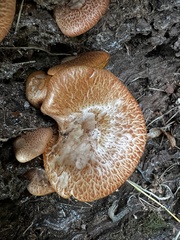 Gymnopilus suberis