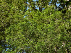 Podocarpus nubigenus