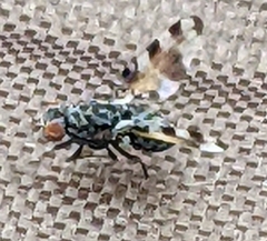 Pseudotephritis