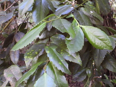 Laureliopsis philippiana