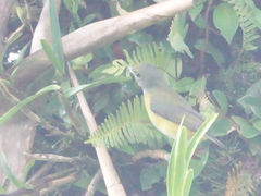 Euphonia