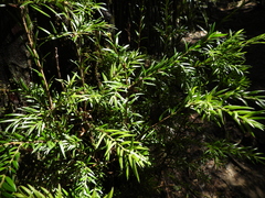 Saxegothaea conspicua