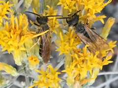 Halictidae