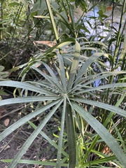 Cyperus alternifolius