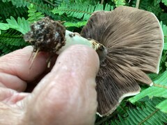 Agaricus californicus