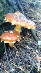 Hemistropharia