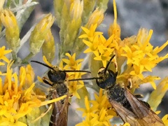 Halictidae