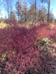 Dysphania graveolens