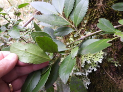 Laureliopsis philippiana