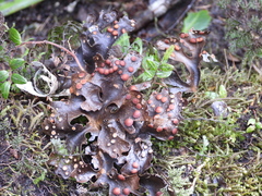 Peltigera polydactylon