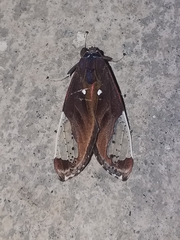 Bertholdia
