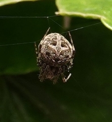 Neoscona theisi