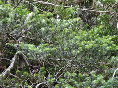 Podocarpus nubigenus