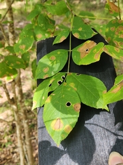 Carya texana