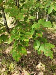 Carya texana