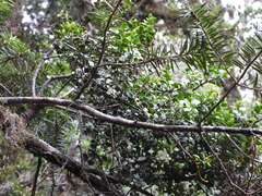 Loranthaceae