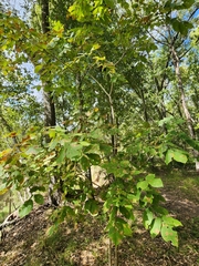 Carya texana