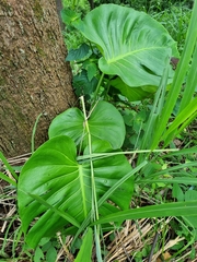 Monstera deliciosa
