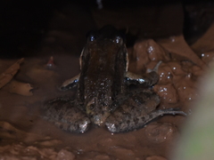 Leptodactylus insularum