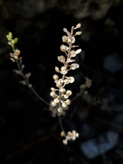 Alyssum desertorum