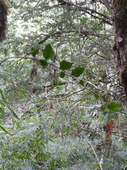 Tristerix corymbosus
