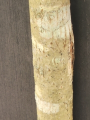 Carya texana