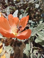 Macroteropsis