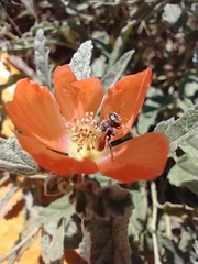 Macroteropsis