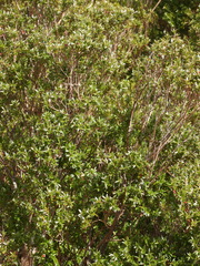 Metrosideros stipularis