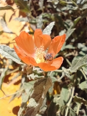Macroteropsis