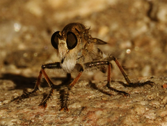 Efferia albibarbis