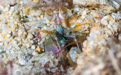 Odontodactylus latirostris